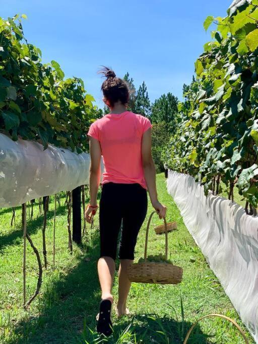 Quarto Dos Vinhos Villa Sao Roque  Bagian luar foto